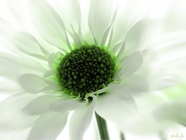 Green_Chrysanthemum